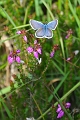 silver studded blue butterfly-5